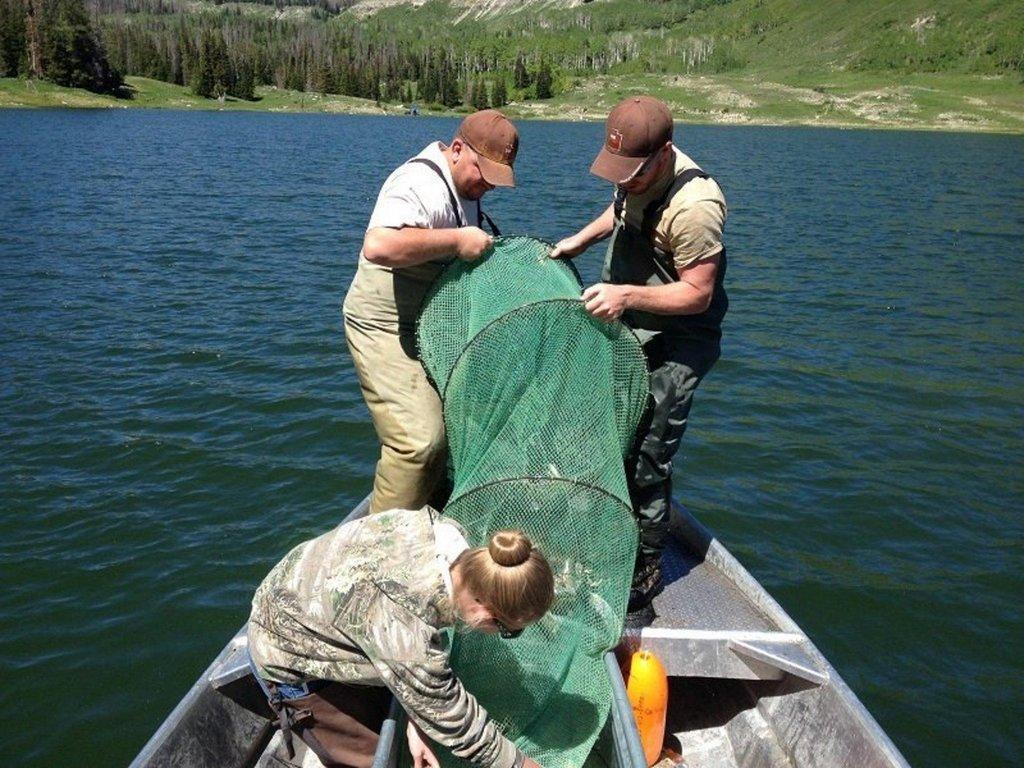 Removing-trout-from-trap-net-at-Duck-Fork-Res.-on-6-18-13.-Photo-by-Calvin-Black-IMG_0384.jpg