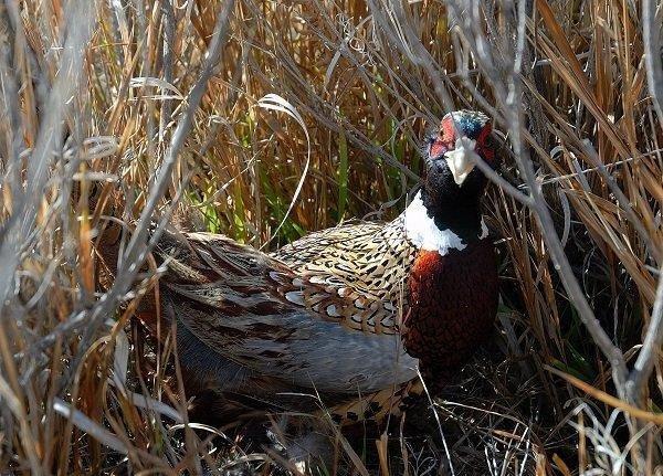 Rooster-pheasant-ready-to-flush-on-11-08-08-by-B.-Stettler-Emery-Co-Copy.jpg