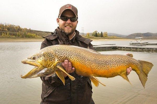 mike_christensen_10-3-2013_scofield_calvin_black_holds_32-inch_14-pound_tiger_trout1.jpg