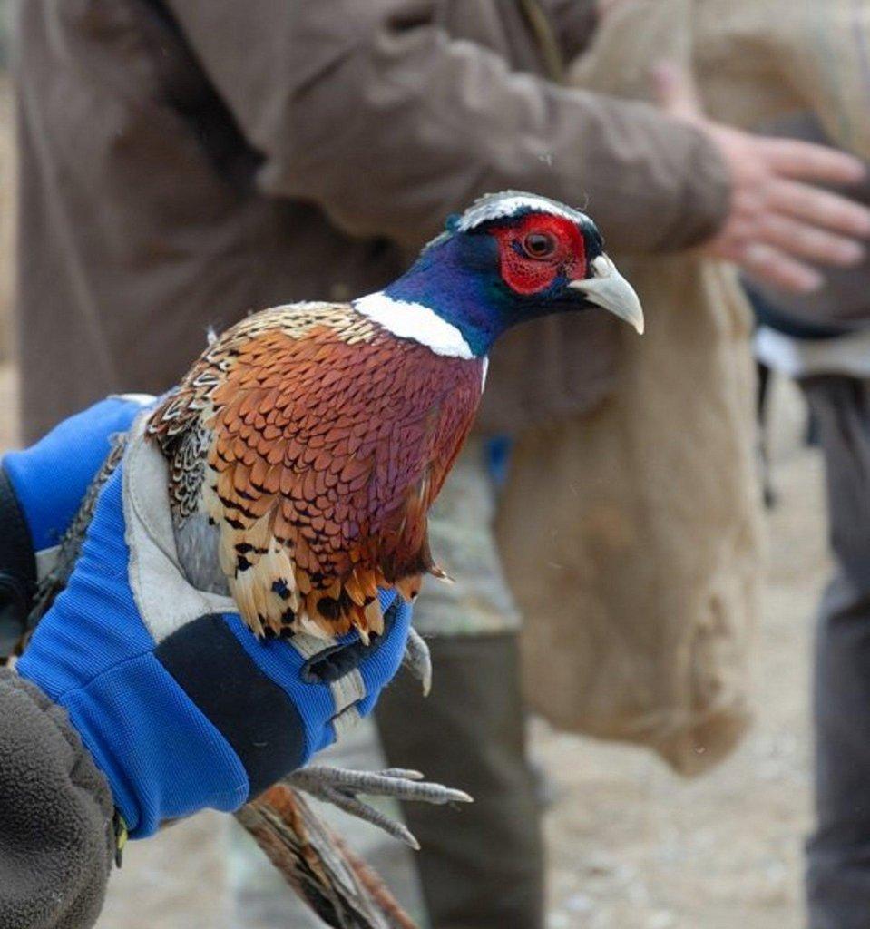 Pheasant-just-prior-to-release-at-WMA.-by-Brent-Stettler.jpg