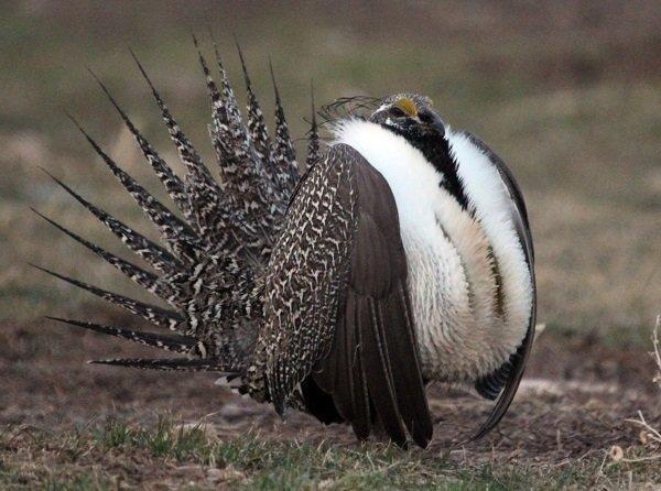 phil_3-24-2012_male_sage_grouse_at_east_canyon_2-Copy.jpg