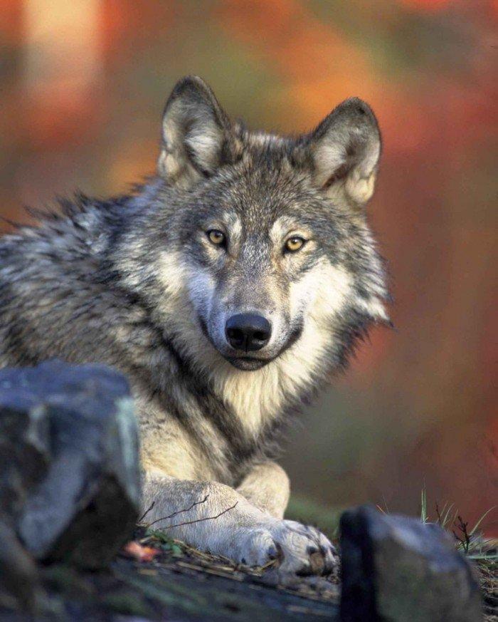 gray-wolf-head-canis-lupus-e1420725749485.jpg