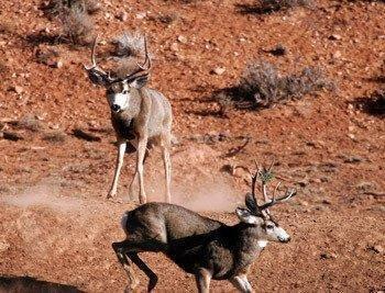 Deer-Hunting.jpg