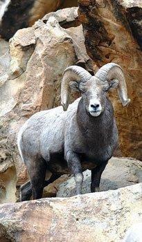 bighorn_sheep_ram.jpg