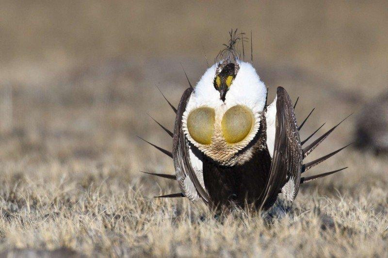Greater-Sage-Grouse-lewis.jpg