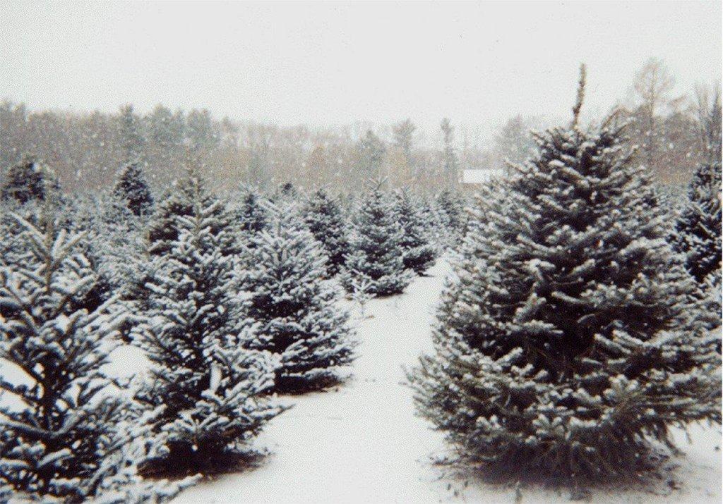christmas-tree-farm.jpg