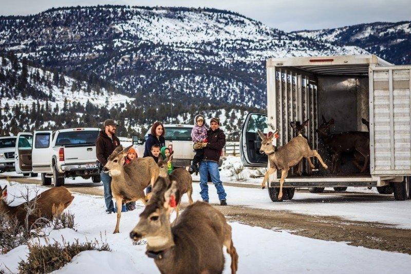 Deer-are-released-from-the-trailer-as-the-familes-of-DWR-personnel-watch.-Photo-by-Brandon-Behling-2.jpg