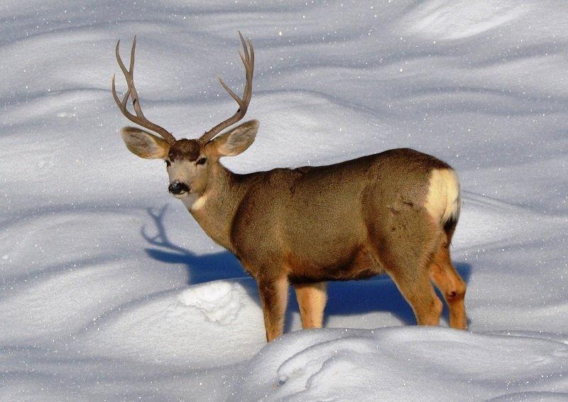 bill_bates_12-10-2013_buck_deer_in_winter_1.jpg