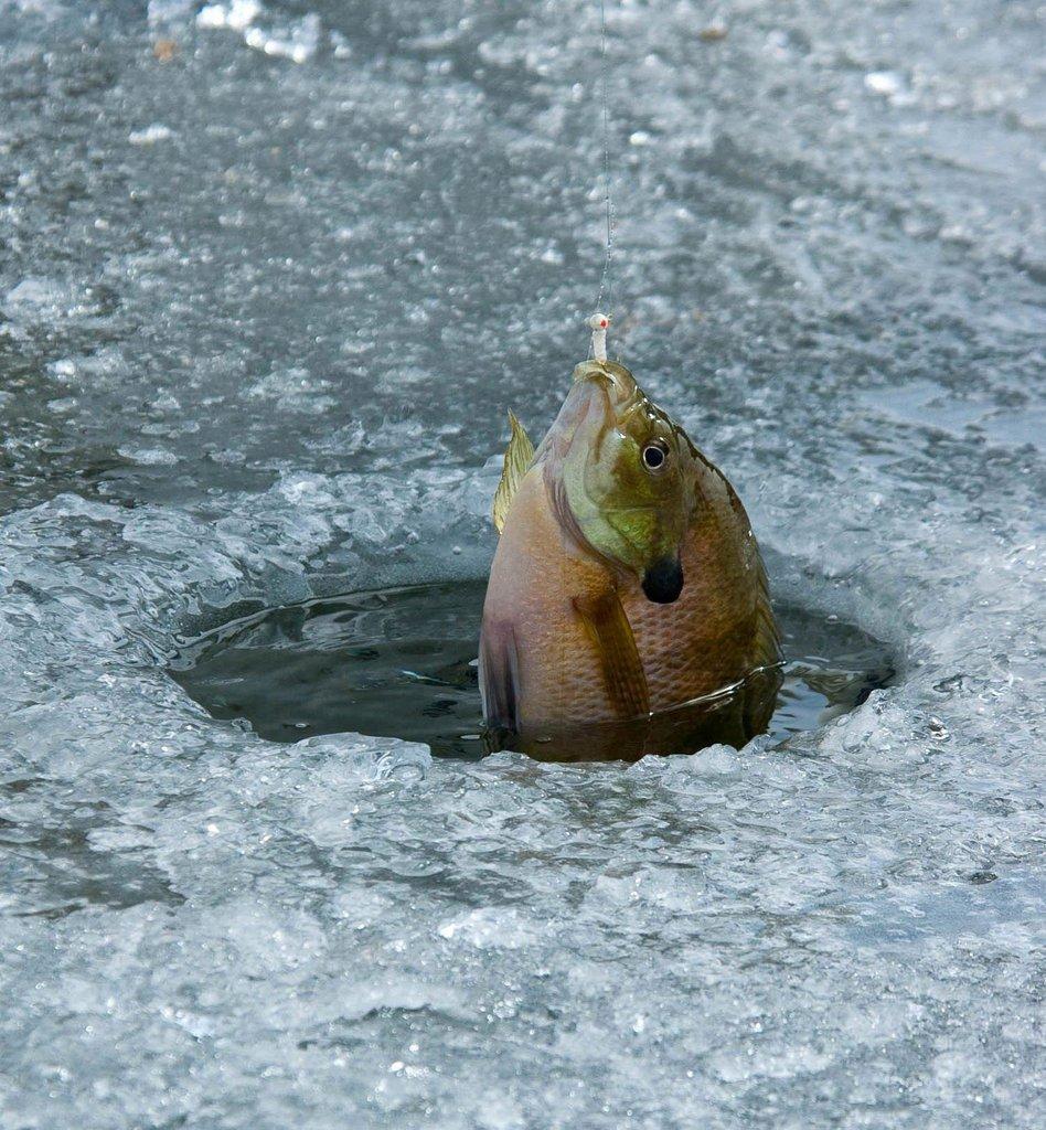 ron_2011_bluegill_caught_through_the_ice_at_pelican_lake.jpg