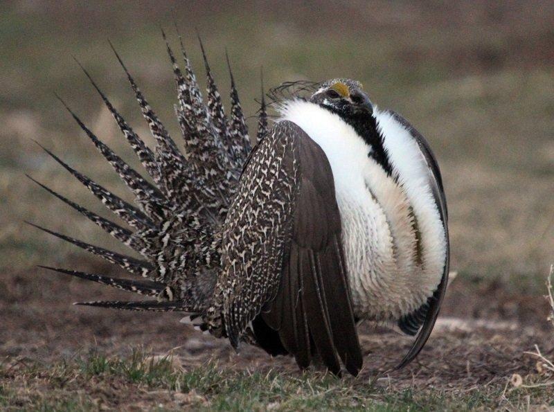 phil_3-24-2012_male_sage_grouse_at_east_canyon_2.jpg