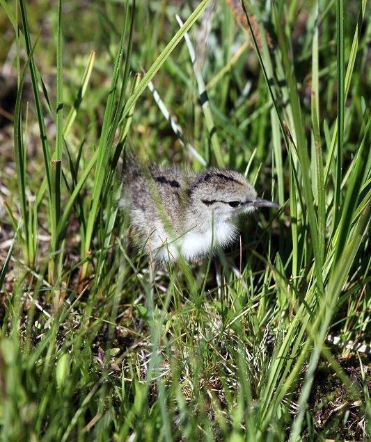phil_6-12-2012_spotted_sandpiper_chick.jpg