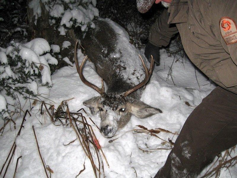 mitch_lane_poached_deer_winter_range_in_box_elder_county_12-13-2011.jpg