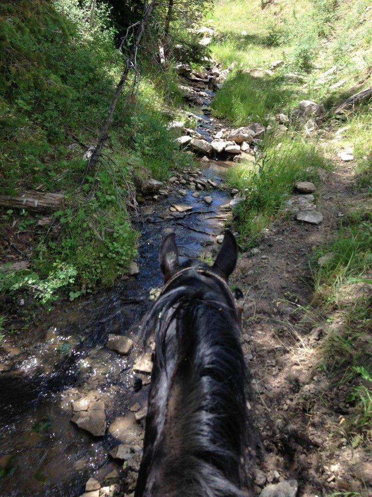 horse-stream.jpg