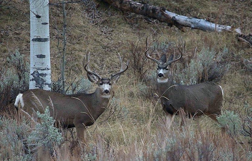 jim_shuler_10-27-2016_buck_deer_in_northern_Utah.jpg