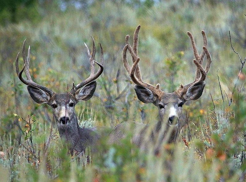 jim_shuler_9-4-2016_two_buck_deer_in_northern_Utah_one_horned_one_in_velvet_1.jpg
