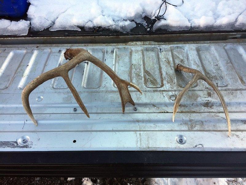 2-16-2017_shed_antlers_illegally_collected_in_Utah_1.jpg