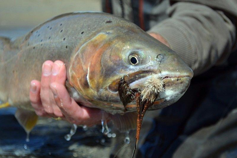 4-11-2016_Bear_River_cutthroat_trout.jpg