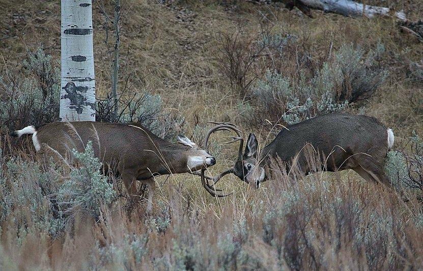 jim_shuler_10-27-2016_buck_deer_spar_in_northern_Utah_1.jpg