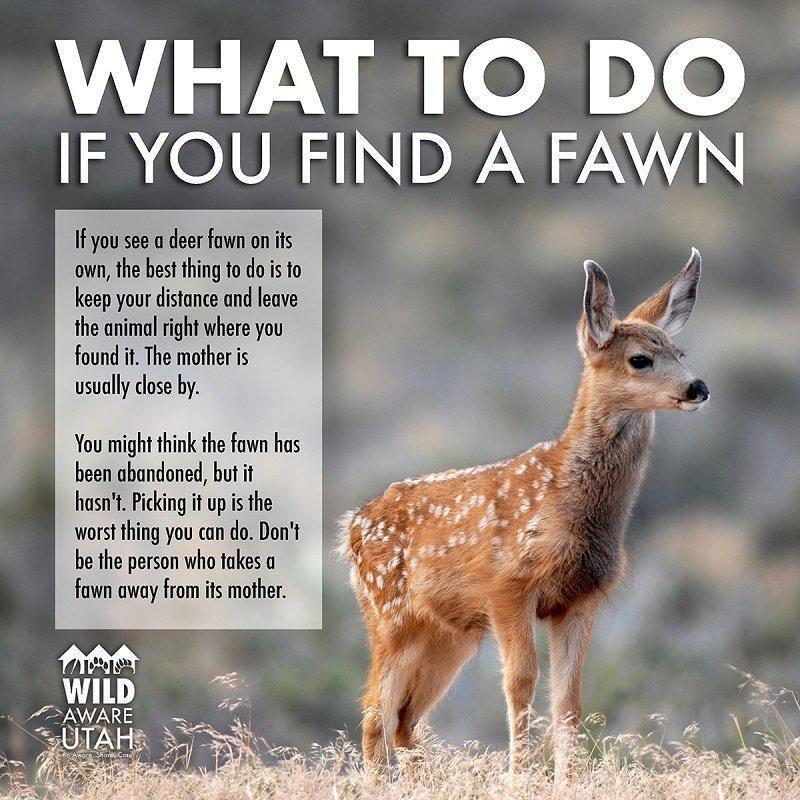 aubree_perrenoud_5-17-2017_what_to_do_with_deer_fawns.jpg