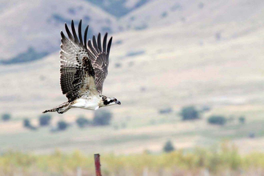 scott_6-30-2013_osprey_near_Utah_Lake.jpg