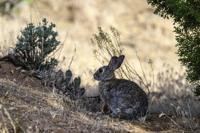 ron_8-20-2014_cottontail_rabbit_in_sagebrush_and_prickly_pear-1.jpg