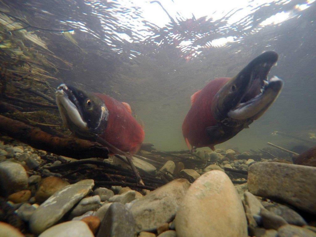 chante_lundskog_8-22-2017_kokanee_salmon_in_the_Strawberry_River.jpg