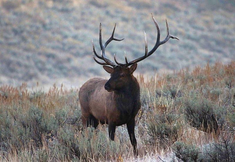 jim_shuler_9-17-2016_bull_elk_in_northern_Utah_1.jpg