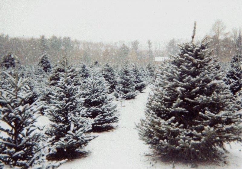christmas-tree-farm-800x559-800x559.jpg