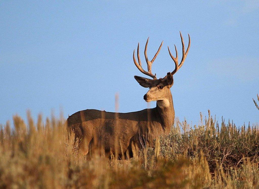 jim_shuler_9-10-2017_buck_deer_in_northern_Utah_2.jpg