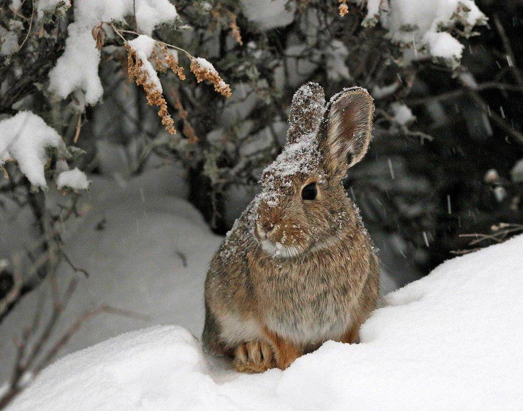 Mike-King-Cottontail-in-the-Snow.jpg