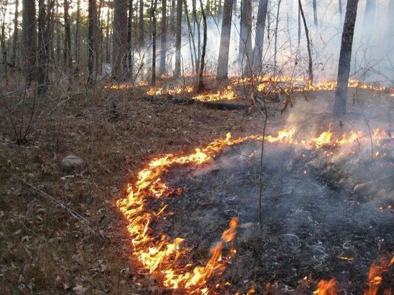 SRS_2016_-Fuel_Smoke_and_Prescribed_Fire_in_the_Ouachita_Mountains-800x600-800x600-800x600-800x600-1.jpg