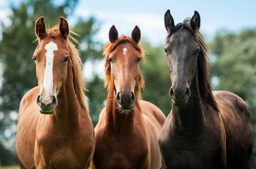 three-horses.jpg.860x0_q70_crop-scale.jpg