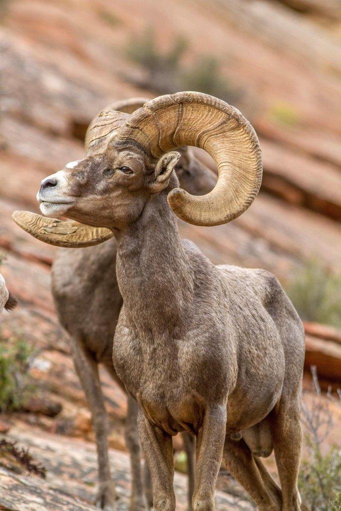 phil_tuttle_9-1-2016_desert_bighorn_sheep_in_Zion_National_Park.jpg