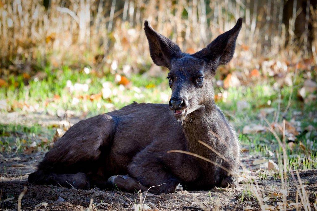 black-deer-10.jpg-taken-by-Steve-Ross.jpg