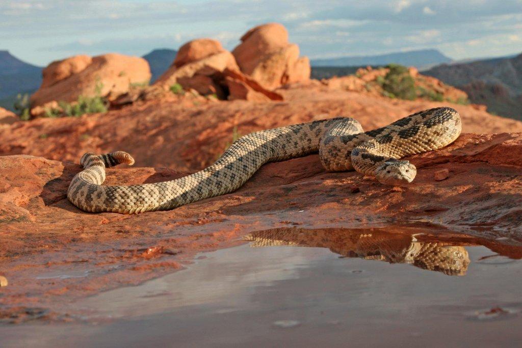lynn_7-9-2012_Great_Basin_rattlesnake_in_southwestern_Utah_1.jpg