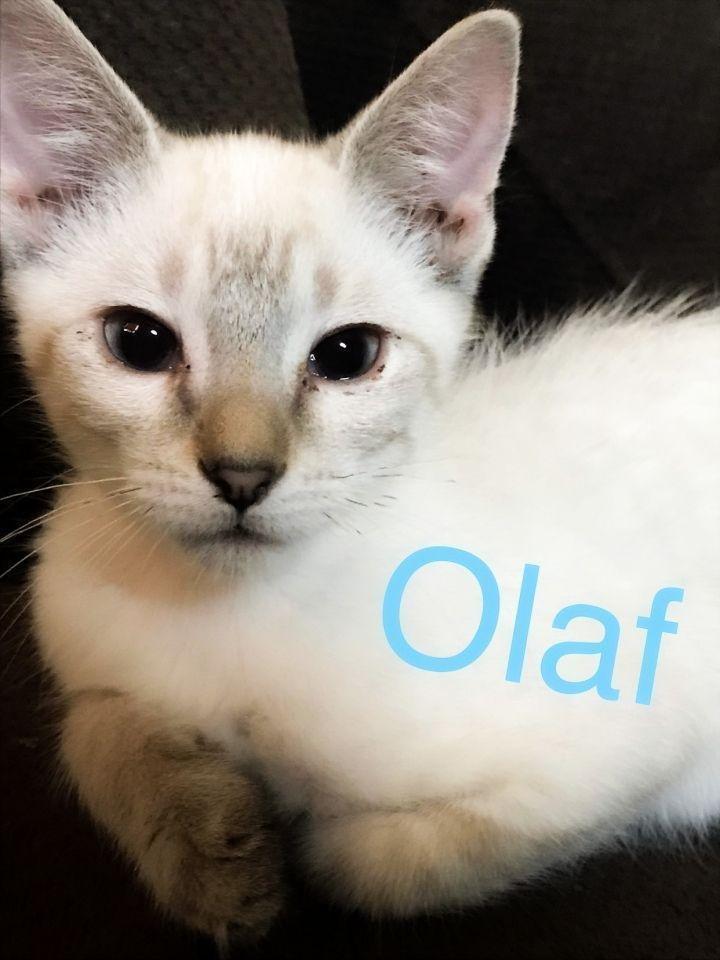 Olaf.jpg