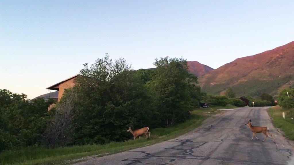 Deer-in-Road.jpg