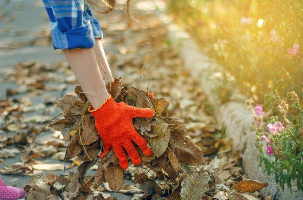 Ask an Expert: Final Fall Pruning and Projects - Cleaning Up YarD ScaleD