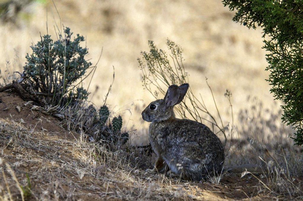 Copy-of-ron_8-20-2014_cottontail_rabbit_in_sagebrush_and_prickly_pear-scaled.jpg