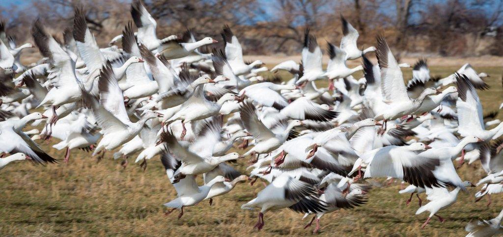 tom_-becker_2-2016_snow_geese_fly_out_of_a_field_in_Delta_1-scaled.jpg