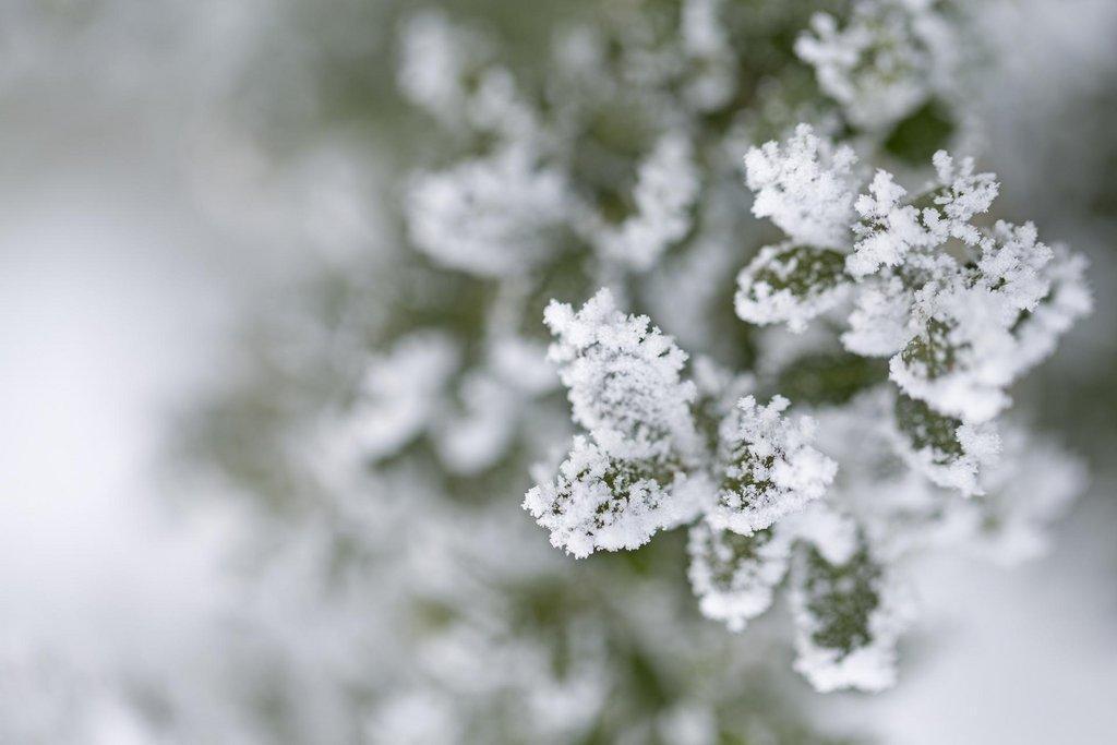 frost-on-plant.jpg