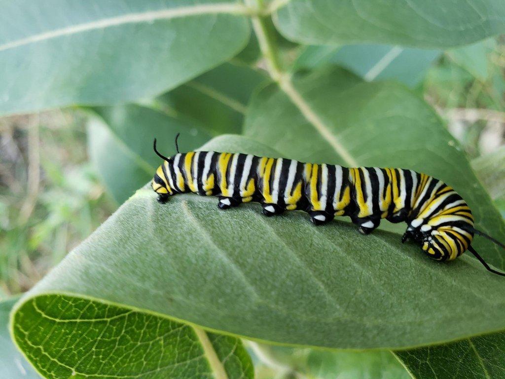 Monarch-Butterfly-Caterpillar-2-scaled.jpg