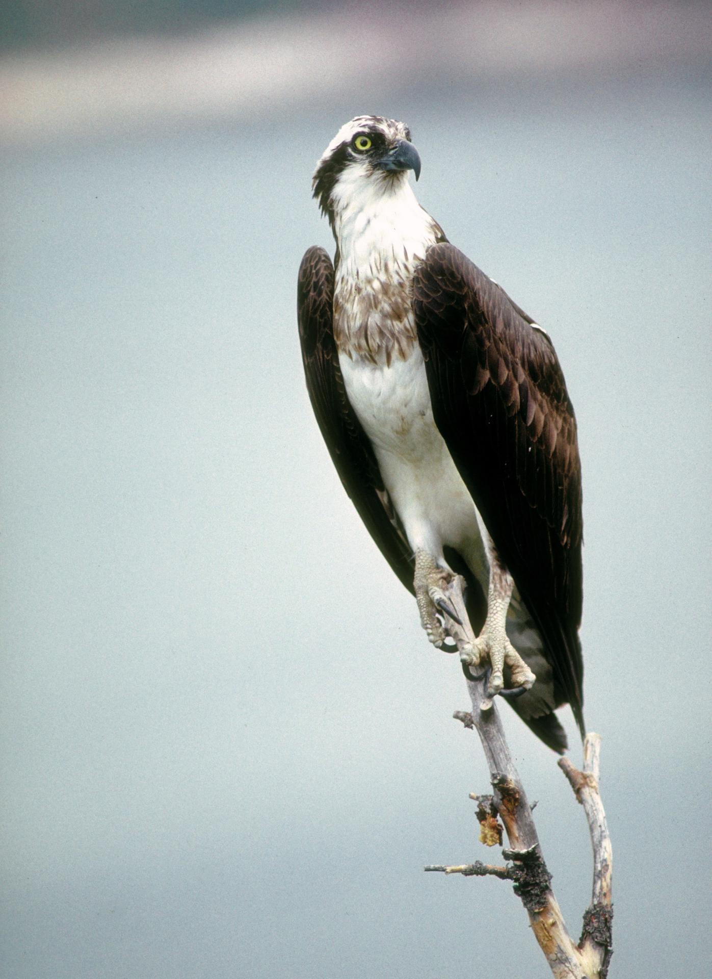 ron_osprey_perched_on_a_branch.jpg