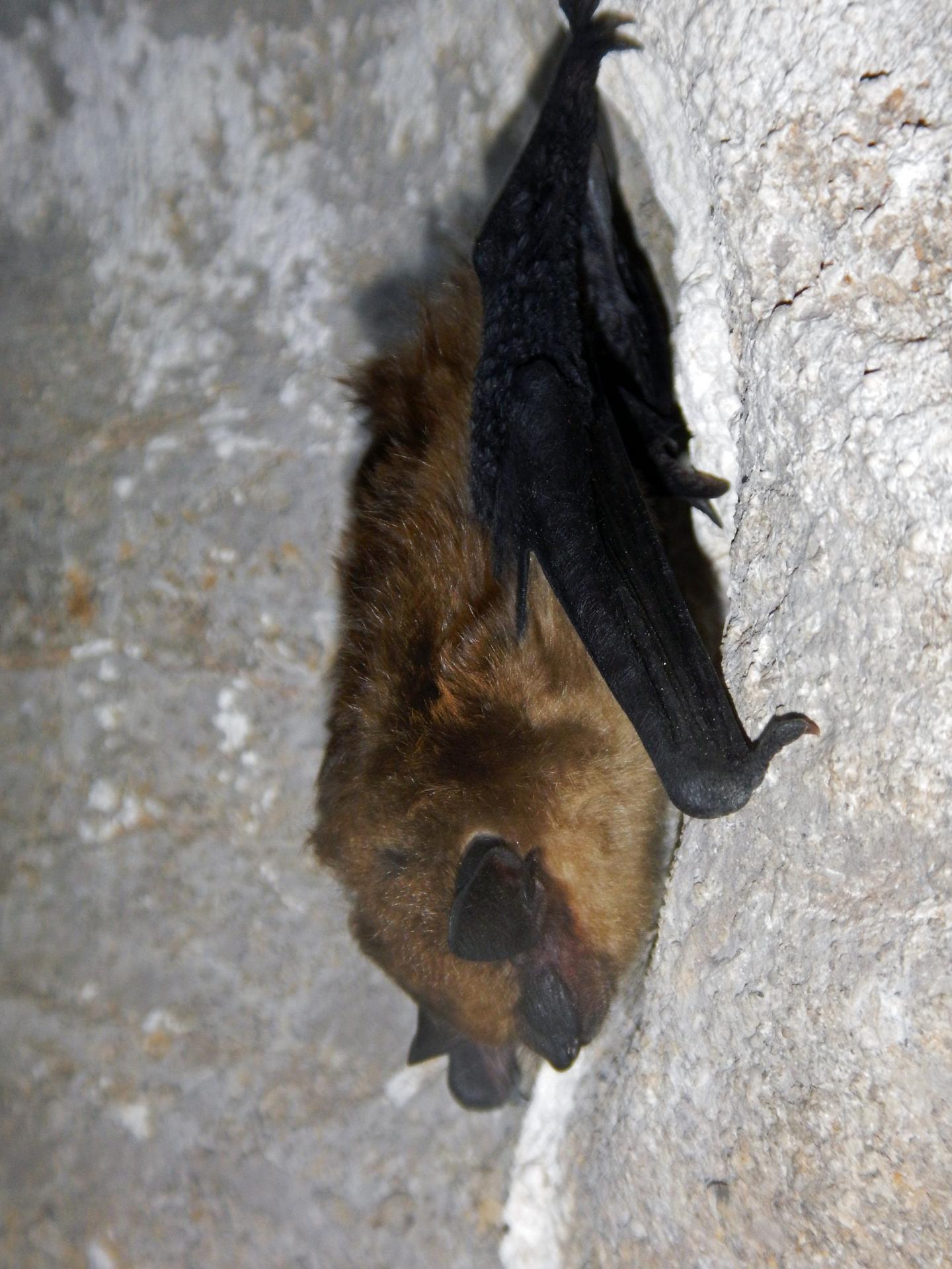 Big-Brown-Bat-Logan-Cave-scaled.jpg