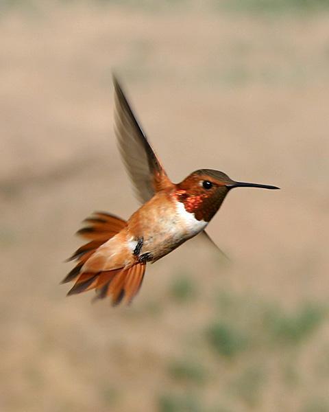 Linda-West-hummingbirdRm071704tight.jpg
