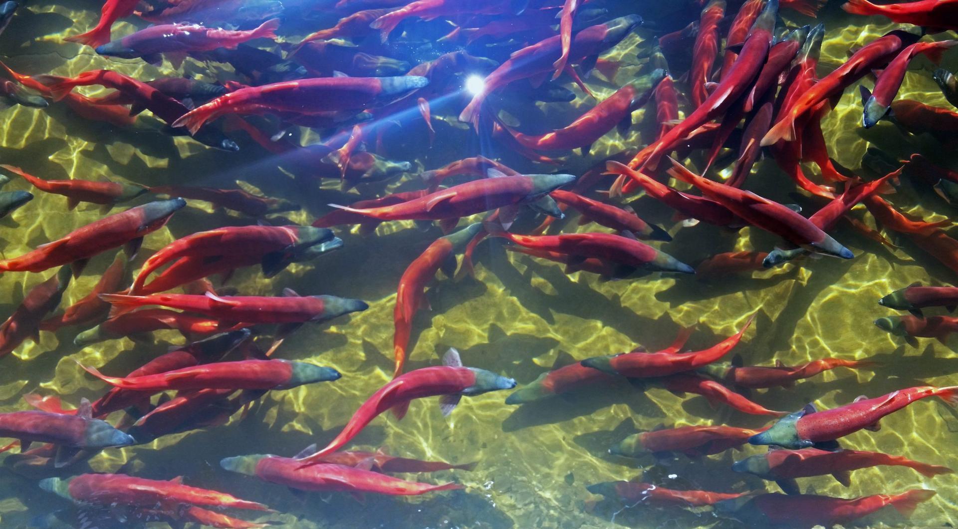 See Bright Red Kokanee Salmon in Utah This Fall ETV News