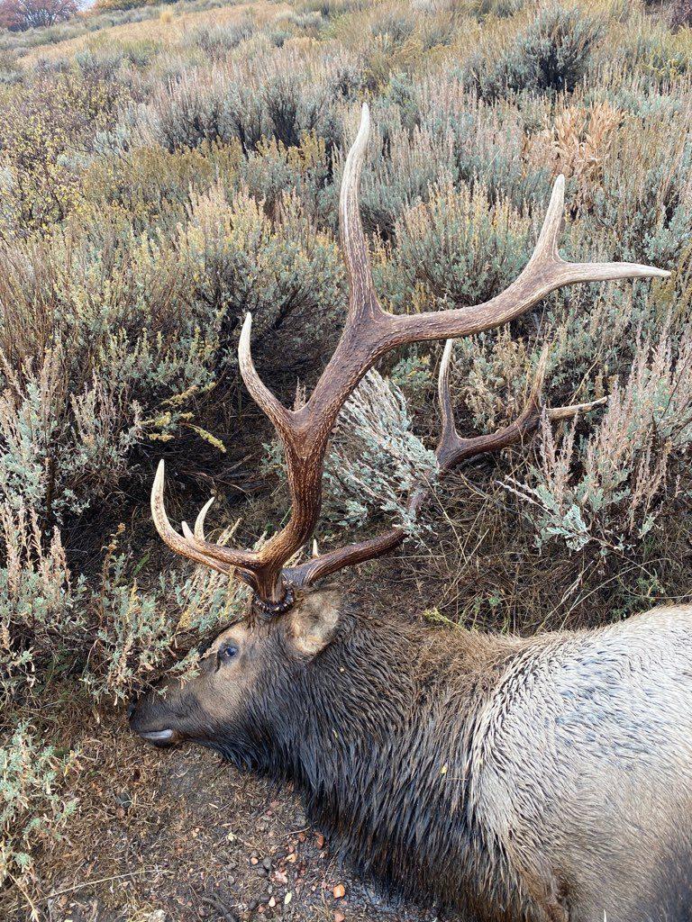 A-large-trophy-elk-was-killed-and-left-to-waste-on-Oct.-9-2021-1-rotated.jpg