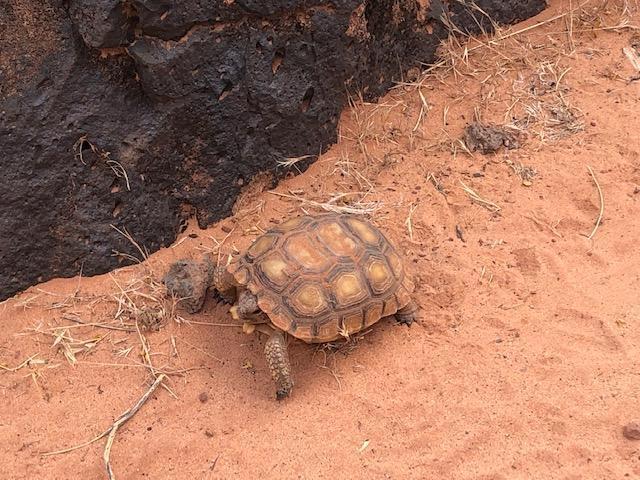 Baby-Desert-Tortoise-June-2021.jpg