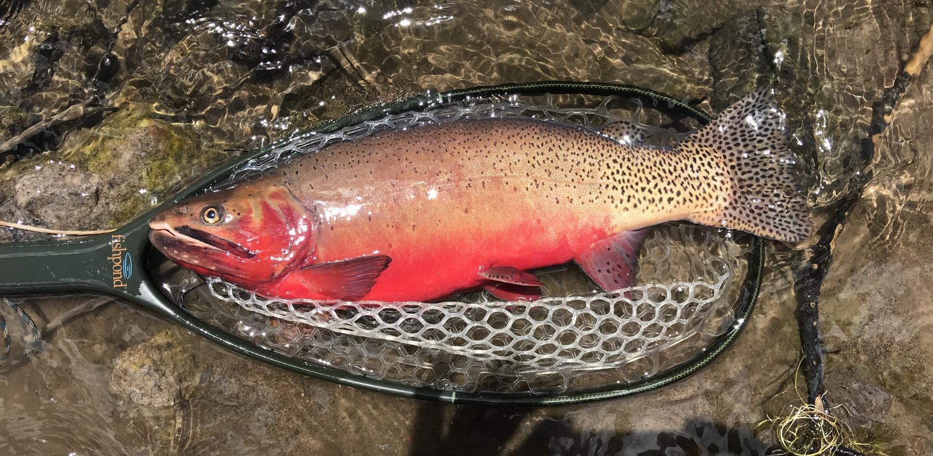 Colorado-River-Cutthroat-Trout-caught-by-Brett-Bardsley-scaled.jpg