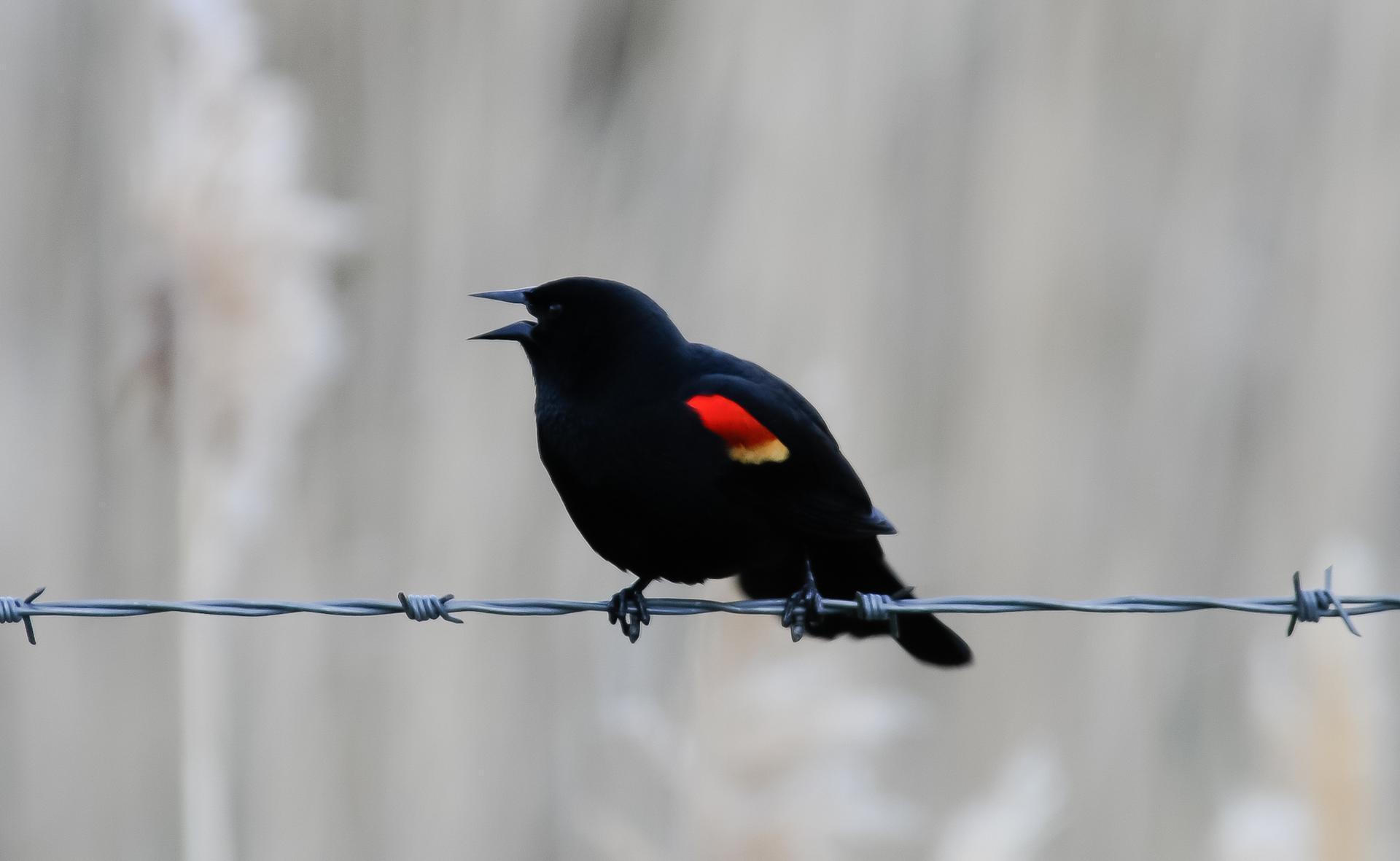 Red-winged-blackbird.jpg